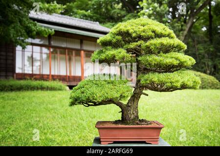 Bonsai Tree in un Giardino Giapponese con un tradizionale edificio di design sullo sfondo. Foto Stock