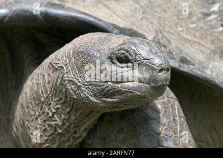 Aldabra tartaruga gigante (Aldabrachelys gigantea), primo piano di testa, Curieuse Island, Seychelles. Foto Stock