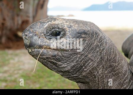 Aldabra tartaruga gigante (Aldabrachelys gigantea), primo piano di testa, Curieuse Island, Seychelles. Foto Stock