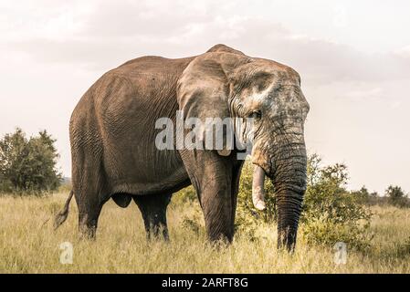 Big Elephant in piedi africani deserto, Kruger National Park Foto Stock