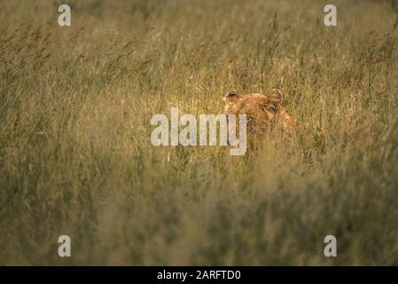 Lion riposa in erba alta nella natura selvaggia africana, Kruger National Park Foto Stock