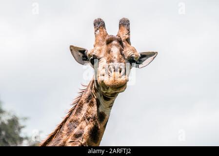Giraffa guarda in macchina fotografica e sorride. Kruger National Park Sudafrica Foto Stock