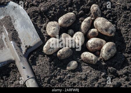 patate appena scavate e pala sul terreno Foto Stock