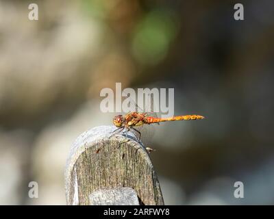 Darter Dragonfly Comune, Symetrum Strriolatum Foto Stock