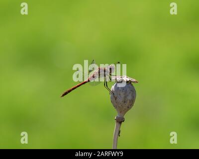 Darter Dragonfly Comune, Symetrum Strriolatum Foto Stock