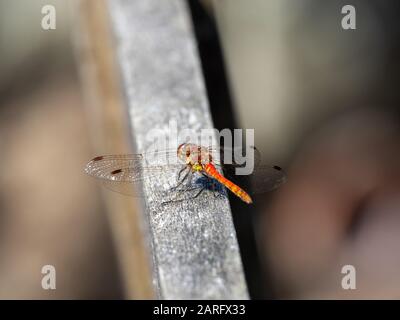 Darter Dragonfly Comune, Symetrum Strriolatum Foto Stock