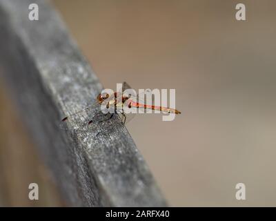Darter Dragonfly Comune, Symetrum Strriolatum Foto Stock