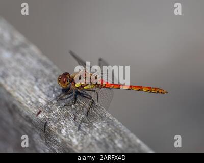 Darter Dragonfly Comune, Symetrum Strriolatum Foto Stock