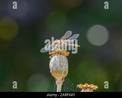 Darter Dragonfly Comune, Symetrum Strriolatum Foto Stock