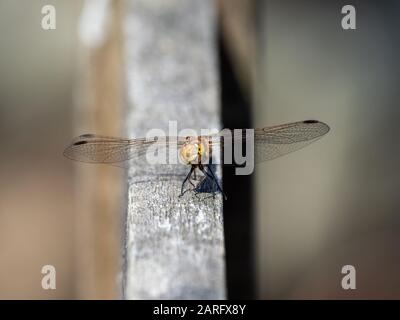 Darter Dragonfly Comune, Symetrum Strriolatum Foto Stock