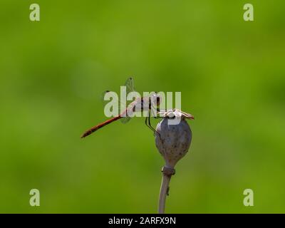 Darter Dragonfly Comune, Symetrum Strriolatum Foto Stock