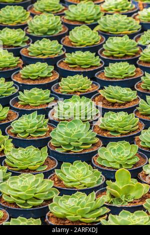 Crescita di cactus di echeveria in una serra olandese Foto Stock