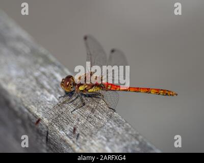 Darter Dragonfly Comune, Symetrum Strriolatum Foto Stock