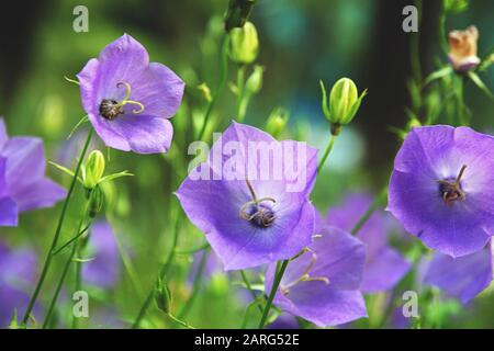 Palloncino Fiore, Tussock Bellflower, Campanula persicifolia o Campanula carpatica fiori di campana viola in giardino d'autunno Foto Stock