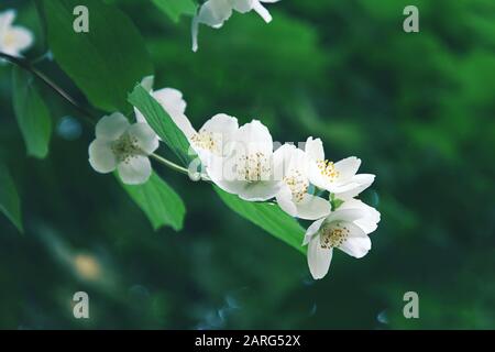 Delicato bianco mock fiori arancio su sfondo verde brillante fogliame Foto Stock