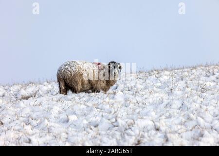 Teesdale, County Durham, Regno Unito. 28th gennaio. Meteo Regno Unito. Queste pecore hanno dovuto scavare per il loro cibo questa mattina come neve pesante interessa le zone di altopiano nella contea di Durham. Credit: David Forster/Alamy Live News Foto Stock