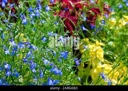 Variopinto fiore estivo con piante fiorite nei colori blu, verde, giallo, rosso Foto Stock