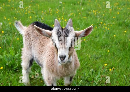 Cute capra su erba verde Foto Stock