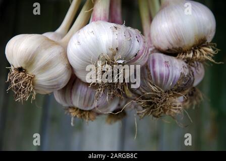 Bella aglio fresco appeso vicino, stagione di raccolta. Foto Stock