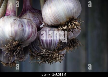 Mazzetto di aglio appena raccolto appeso a pareti di legno grigio sfondo, fuoco selettivo, primo piano Foto Stock