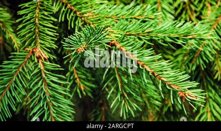 Verde pino ramo sfondo Foto Stock
