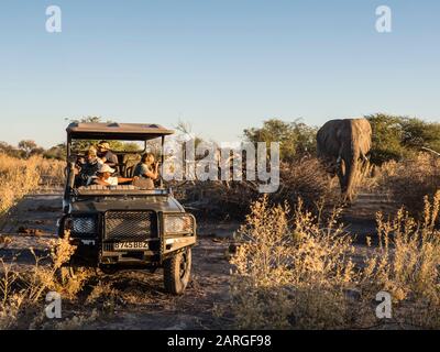 Elefante africano (Loxodonta africana), come visto dal veicolo di guida gioco nel Delta Okavango, Botswana, Africa Foto Stock