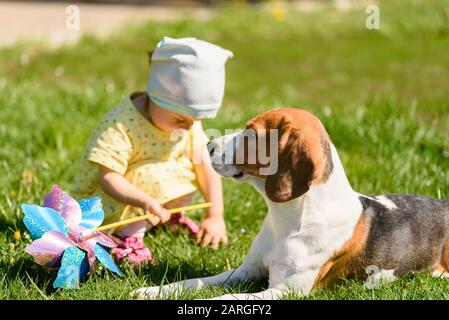 Cane Beagle in giardino soleggiato con bambina piccola giocare in background Foto Stock