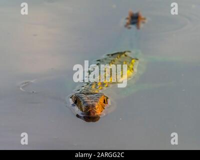 Adulto nord caiman lizard (Dracaena guianensis), nuoto il Rio Yanayacu, Amazon Basin, Loreto, Perù, Sud America Foto Stock