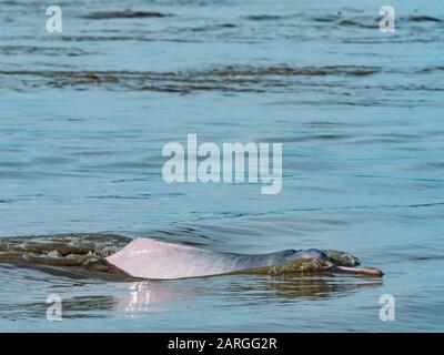 Delfini Rio Rosa Amazzonia Adulti (Inia Geoffrensis), Lago Yanayacu, Riserva Pacaya-Samiria, Loreto, Perù, Sud America Foto Stock