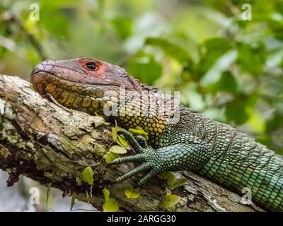 Adulto nord caiman lizard (Dracaena guianensis), basking a Belluda Cano, Amazon Basin, Loreto, Perù, Sud America Foto Stock
