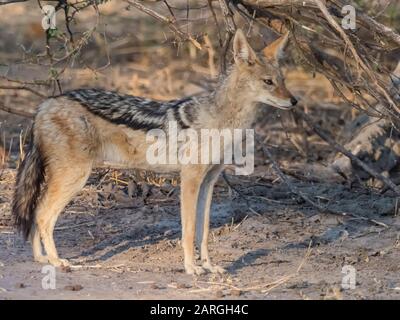 Un caminacale adulto con supporto nero (Canis mesomelas), nel Delta dell'Okavango, Botswana, Africa Foto Stock