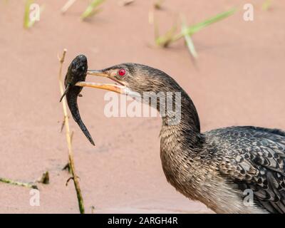 Cormorano di canna adulto (Phalacrocorax africanus), con un piccolo pesce gatto nel Parco Nazionale del Chobe, Botswana, Africa Foto Stock