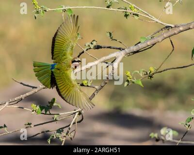 Un adulto bianco-fronted ape-eater (Merops bullockoides), prendendo il volo nel Parco Nazionale di Chobe, Botswana, Africa Foto Stock