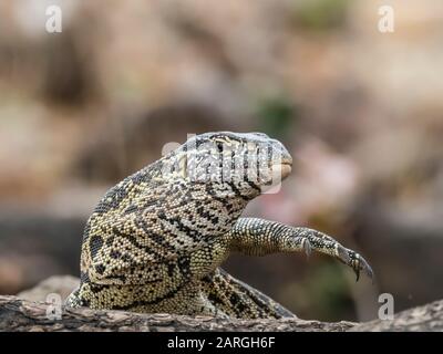 Una lucertola per monitor dell'acqua per adulti (Varanus niloticus), nel Parco Nazionale del Chobe, Botswana, Africa Foto Stock