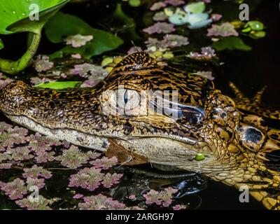 Un giovane caimano spettacolare (Caiman cromodilus), occhio particolare di notte su Rio El Dorado, fiume Ucayali, Loreto, Perù, Sud America Foto Stock