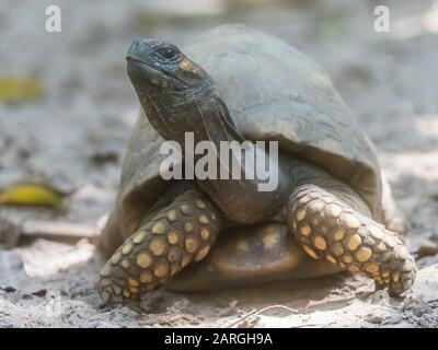 Una tartaruga prigioniera a piedi gialli (Chelonoidis denticulatus), in mostra presso il Centro di salvataggio Amazzonico, Iquitos, Perù, Sud America Foto Stock