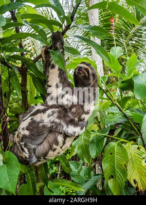 Madre e bambino bruna-thromed slaths (Bradypus variegatus), San Francisco, Bacino dell'Amazzonia, Loreto, Perù, America del Sud Foto Stock