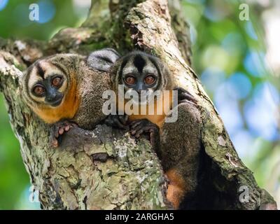 Scimmie notturne di Spix adulti (Aotus vociferans), a Nauta Cano, Amazon River Basin, Iquitos, Perù, Sud America Foto Stock