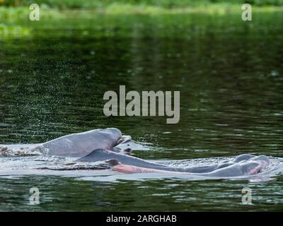 Delfini Rio Rosa Amazzonia Adulti (Inia Geoffrensis), Lago Yanayacu, Riserva Pacaya-Samiria, Loreto, Perù, Sud America Foto Stock