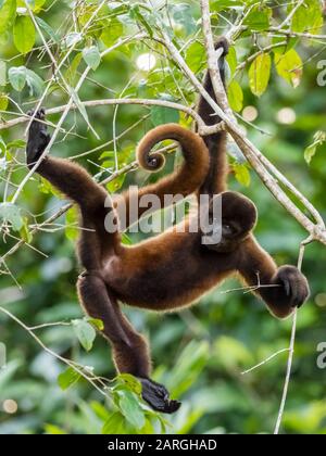Una scimmia di lana comune adulta (Lagothrix lagotricha), su Pacalpa Cano, Pacaya Samiria Reserve, Perù, Sud America Foto Stock