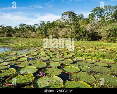 Un grande gruppo di giglio d'acqua Victoria (Victoria Amazonica), sul Rio El Dorado, Nauta, Perù, Sud America Foto Stock