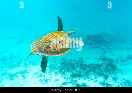 Tartaruga marina galleggia sott'acqua sulla barriera corallina, Mauritius, Oceano Indiano, Africa Foto Stock