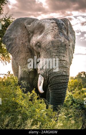 L'imponente elefante bull si trova vicino alla macchina fotografica nella natura selvaggia dell'Africa, il Kruger National Park, Sud Africa Foto Stock