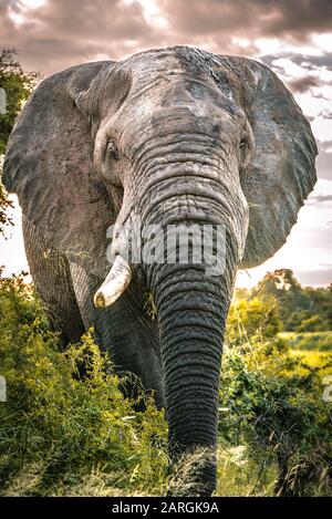 Enorme elefante bull guarda telecamera da vicino nel Parco Nazionale Kruger Foto Stock