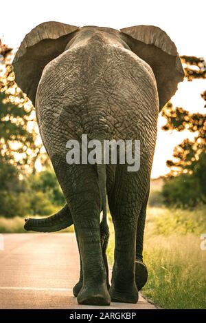 Elephant bull cammina nel Parco Nazionale verso il tramonto, Sud Africa Foto Stock