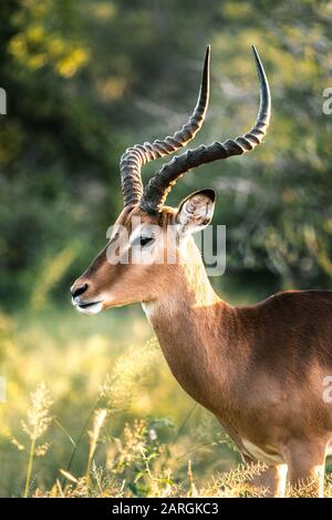 Splendido Impala nel mezzo della natura selvaggia del Sud Africa. Foto Stock