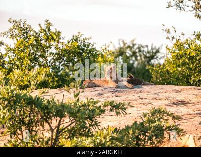 Bagni di sole di rameoni nel deserto dell'Africa Foto Stock