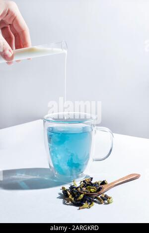 Blue erbe farfalla pisello fiore tè in un bicchiere tazza su sfondo bianco. Una mano femmina versa il latte da una provetta nel tè. Accanto alla tazza sono asciutti i Foto Stock