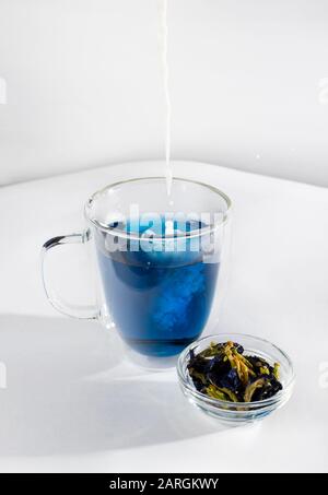 Blue erbe farfalla pisello fiore tè in un bicchiere tazza su sfondo bianco. Una mano femmina versa il latte da una provetta nel tè. Accanto alla tazza sono asciutti i Foto Stock