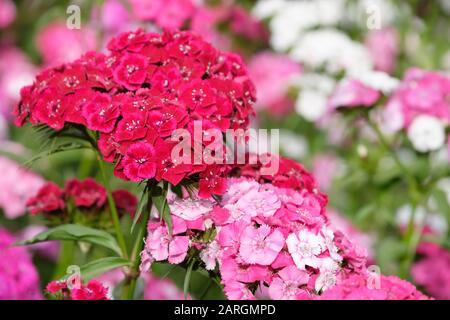 Primo piano di fiori multicolore di Dianthus Sweet William, chiamato anche Dianthus barbatus o bearded pink Foto Stock